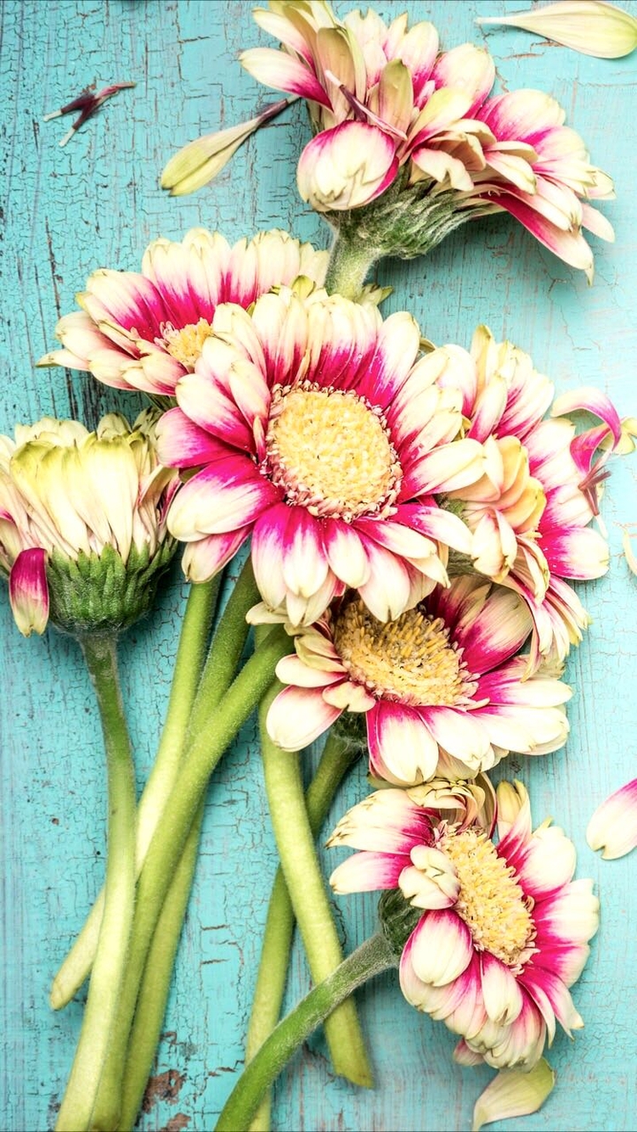 flowers 
