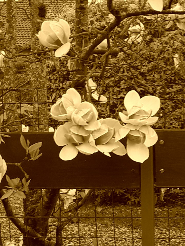 magniolia  sepia