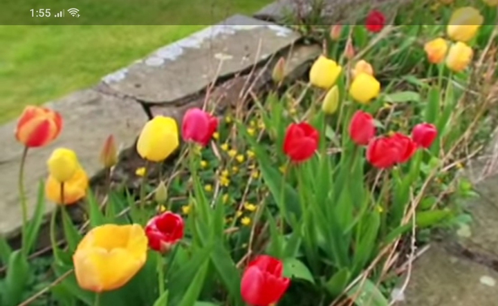 TULIPS