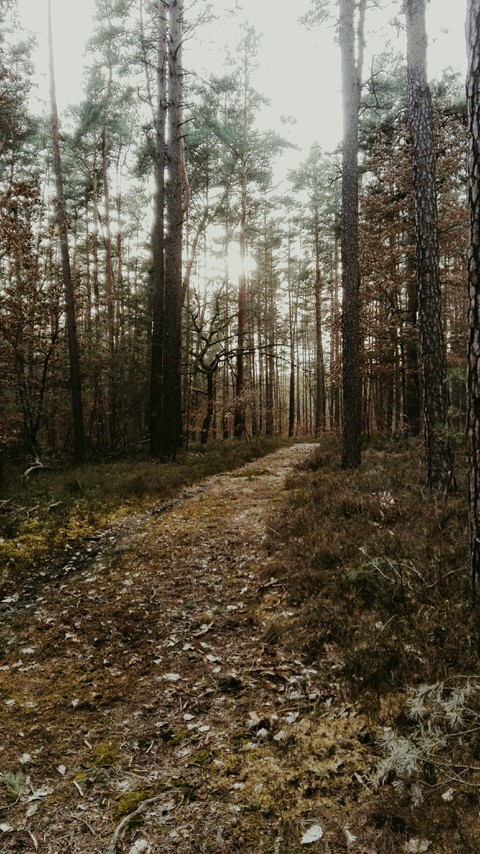 Forêt