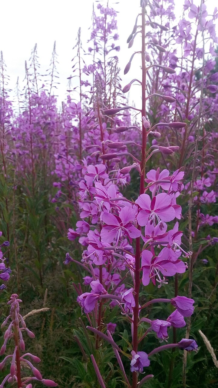 flowers