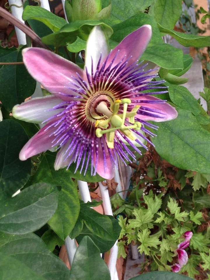 passion flower