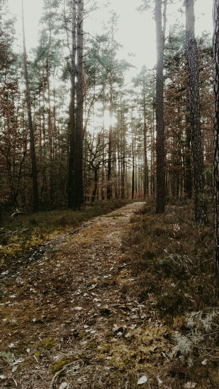 Forêt