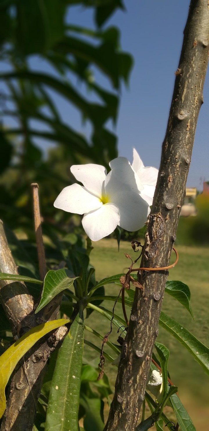 flawer
