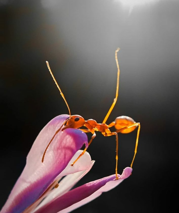 ant