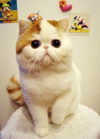 고양이
