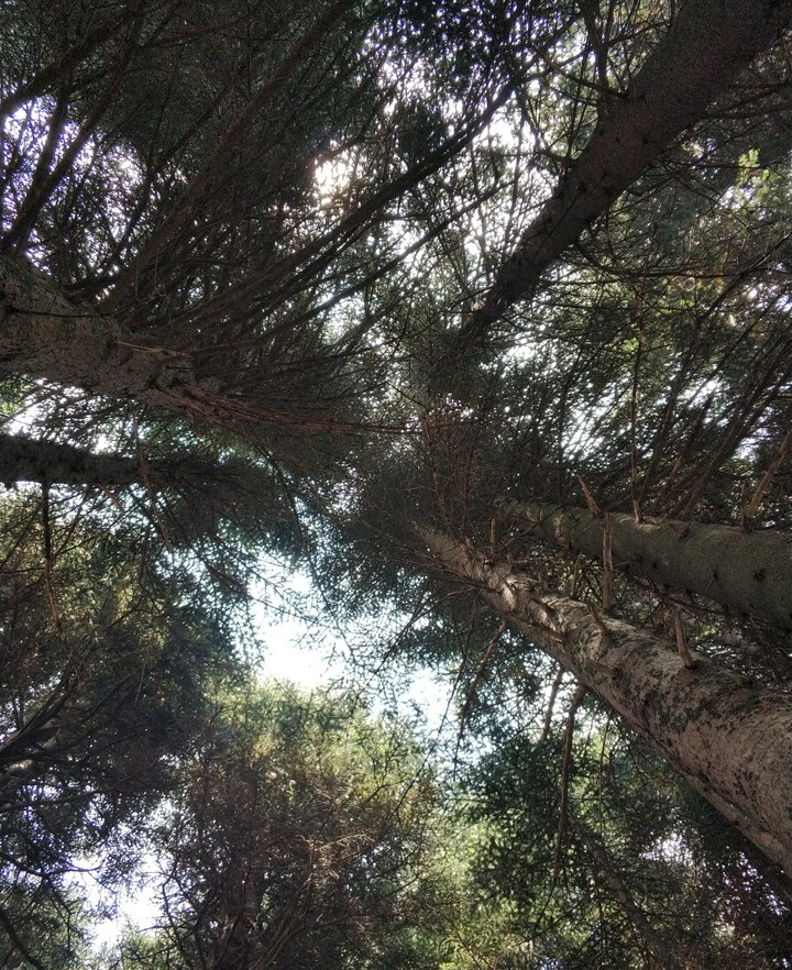 trees
