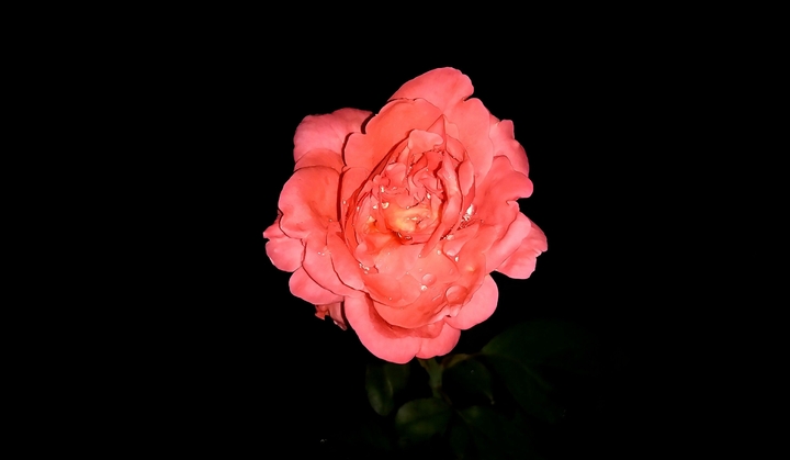 night beauties