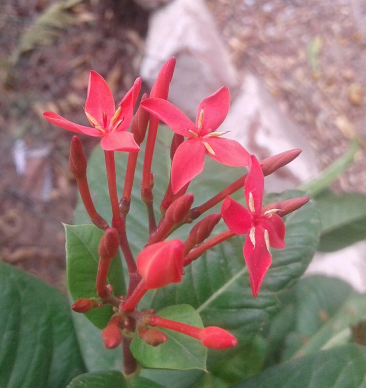 flower
