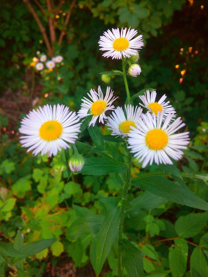 Daisies