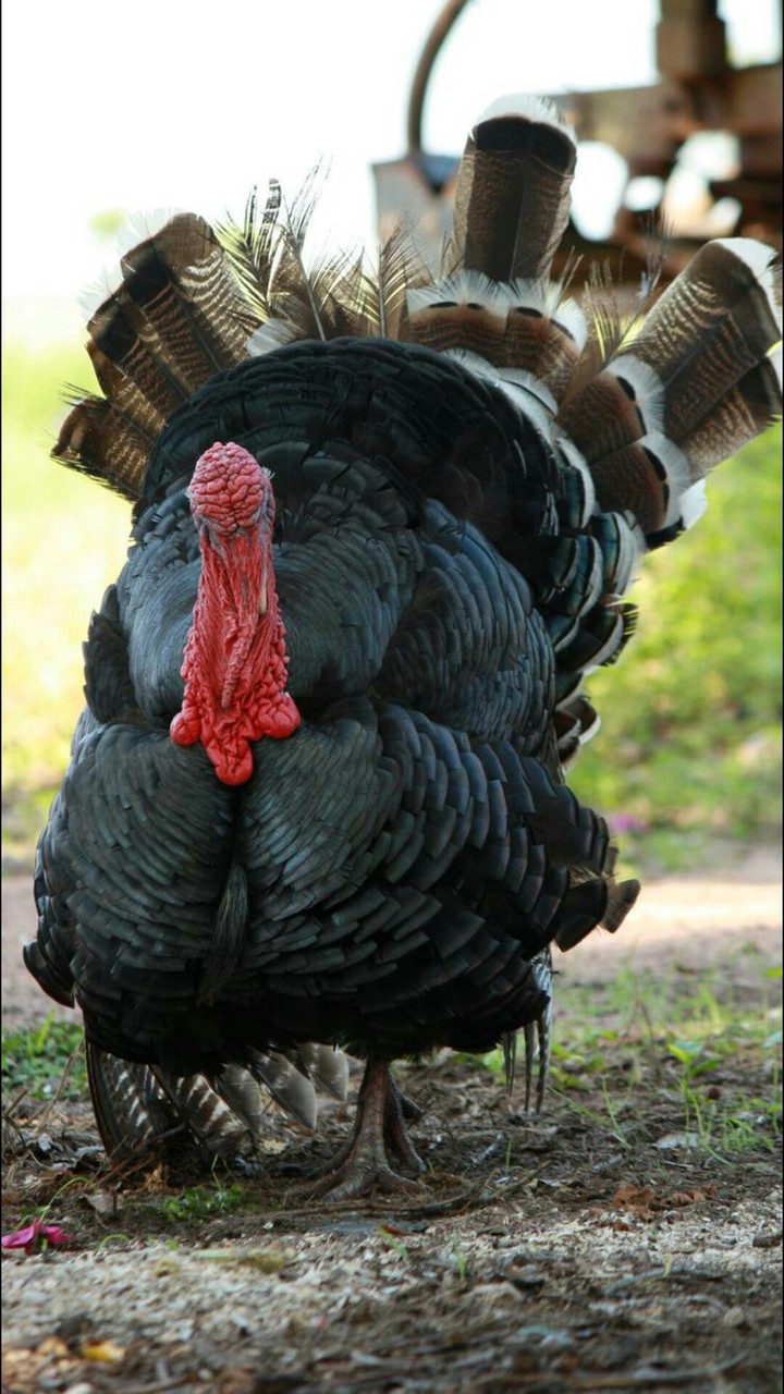 turkey Tom