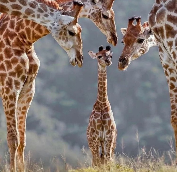 sfondi giraffe, plant