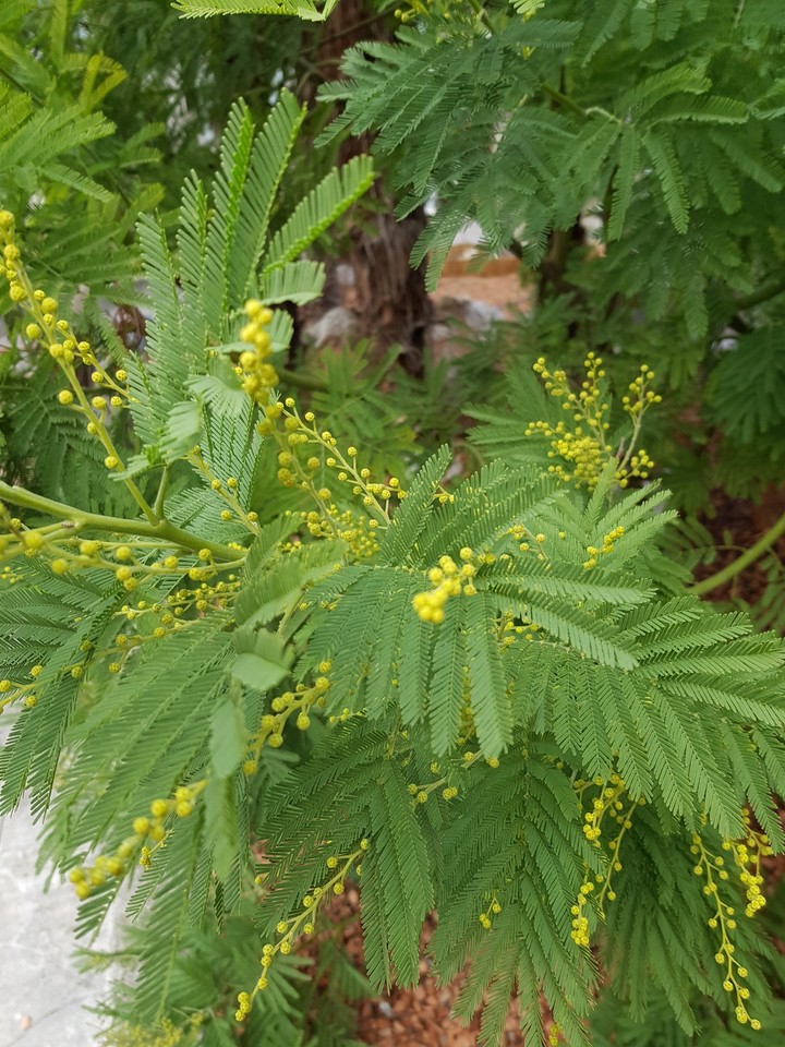 merveilleuse nature
