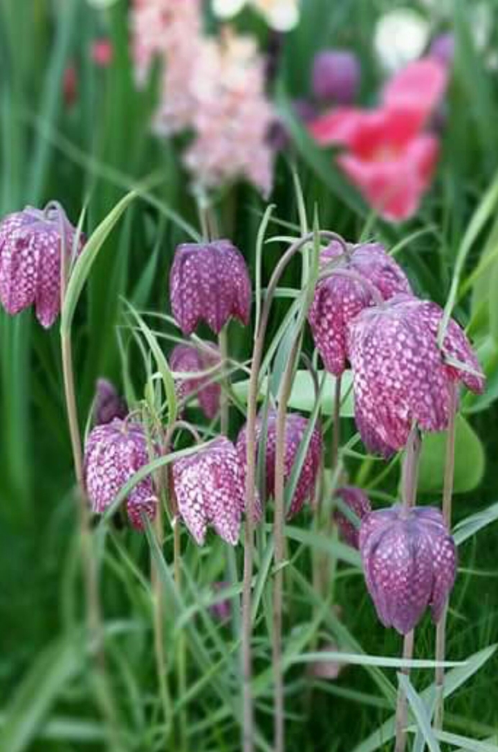 my garden