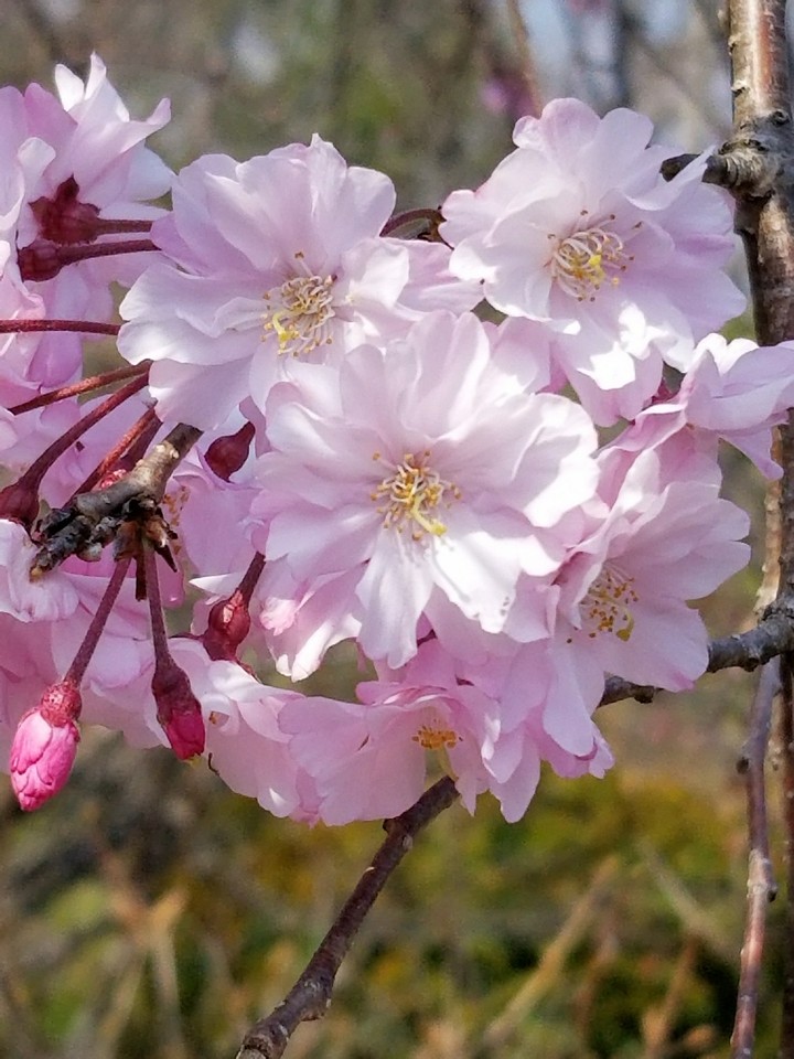 陽春の花②