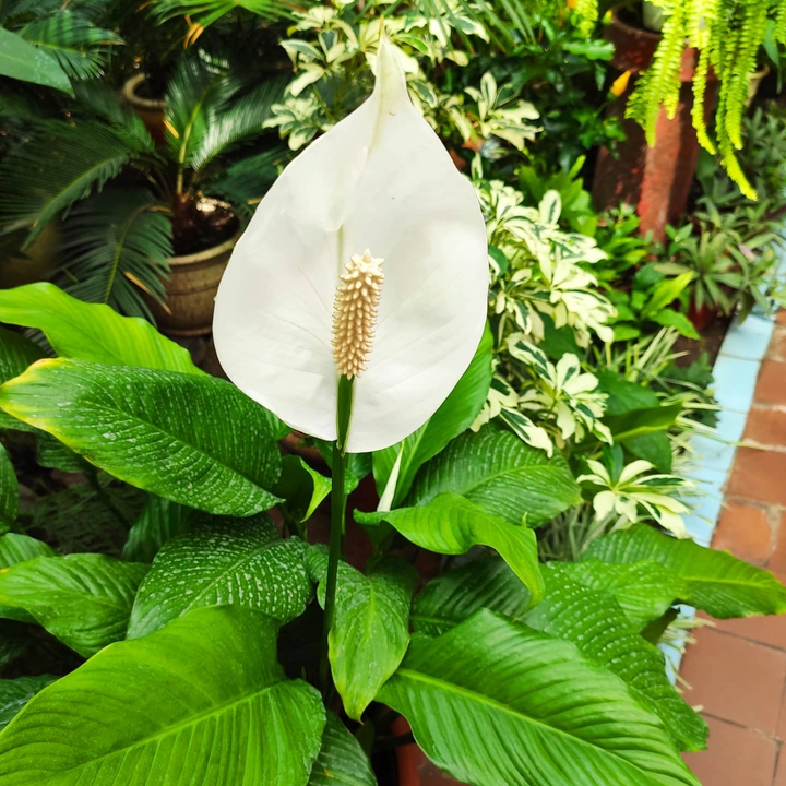 Spathiphyllum wallisii