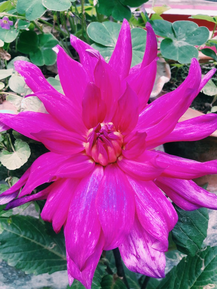 Dahlia