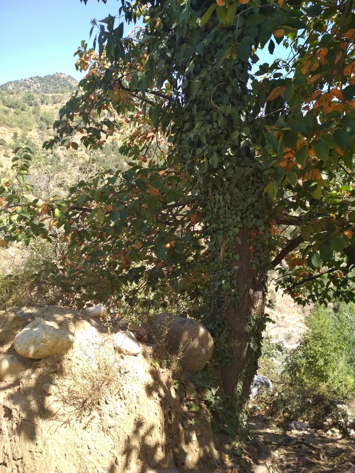 Fruit harvest B
