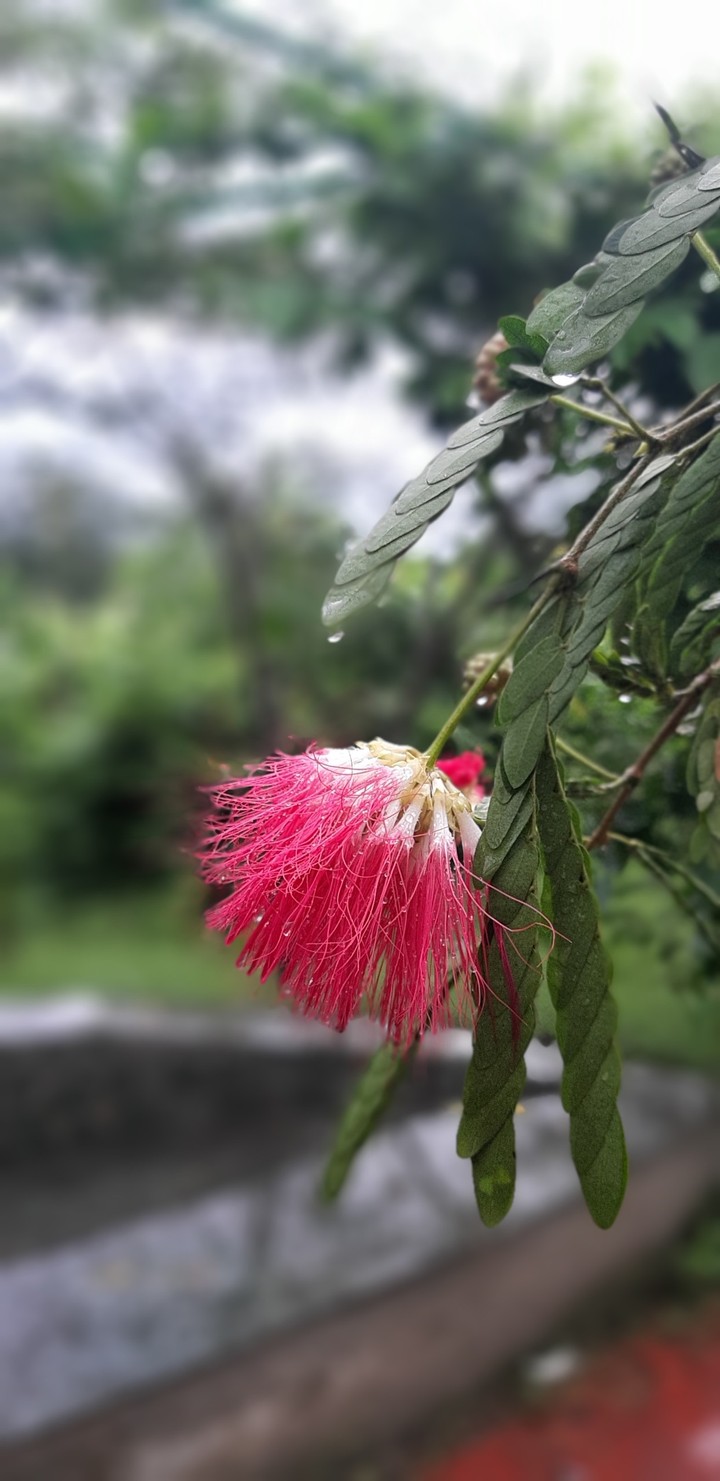 red in nature