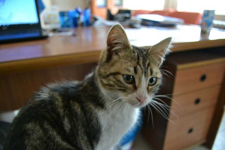 Cat Sweetie