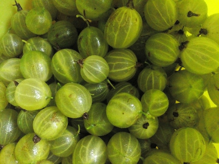 gooseberry