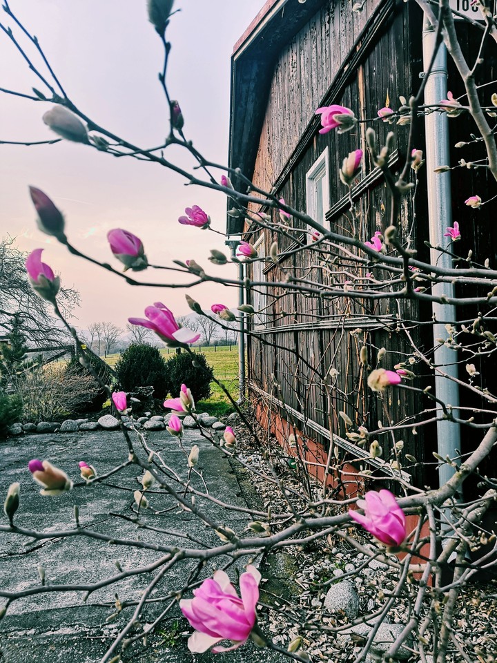 Pink paradise