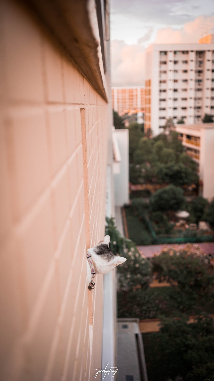 peeking