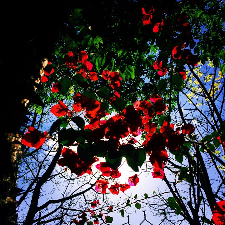 Sun back the flowers