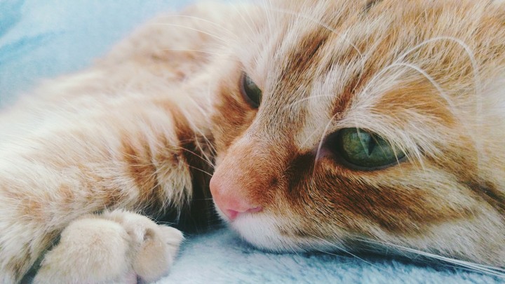 Cat Eyes