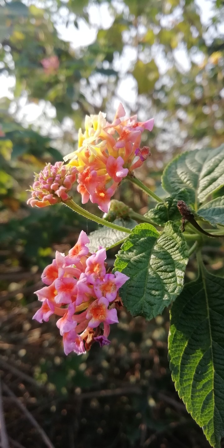 #flower world