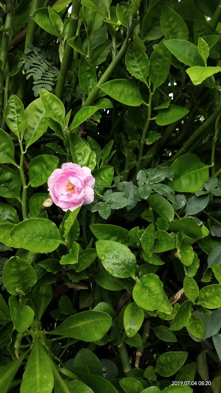 green wall