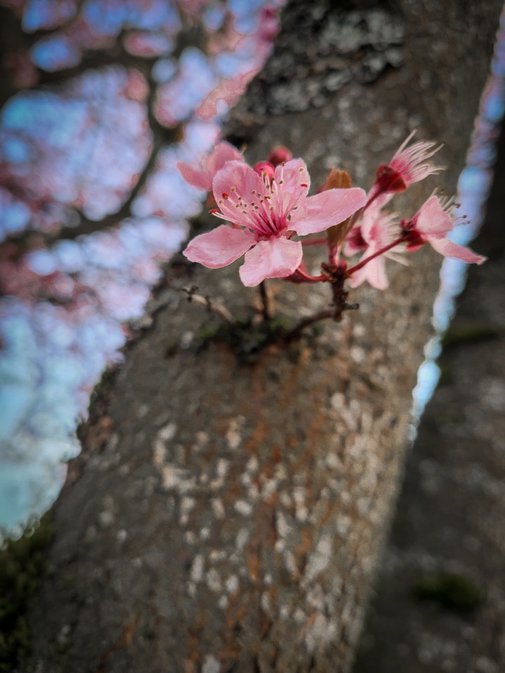 Cherry Blossoms