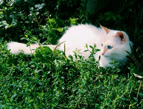 Lovely cat