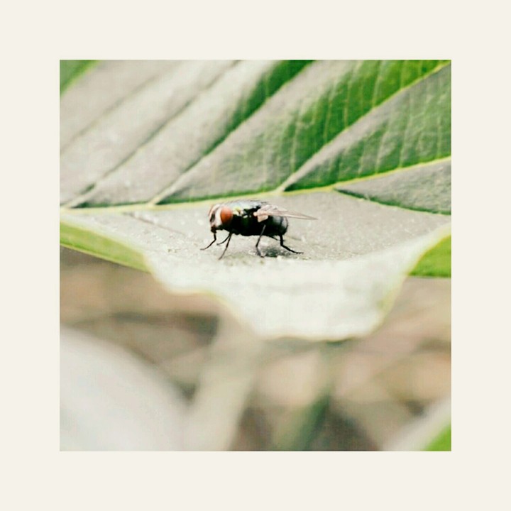 nature ...reality