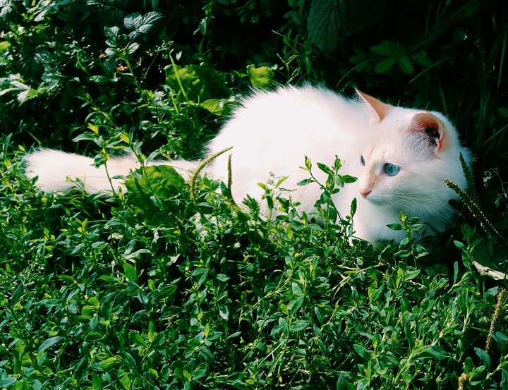 Lovely cat 