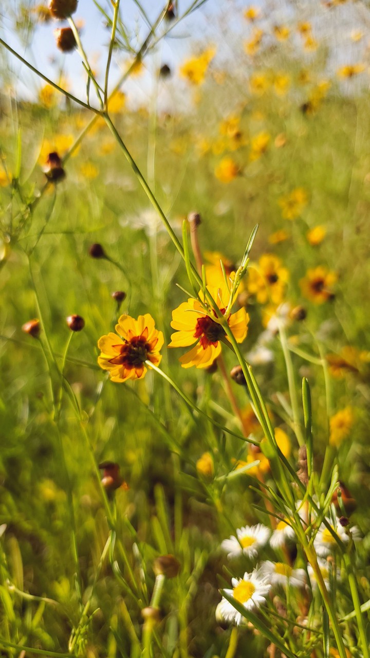 Wildflower
