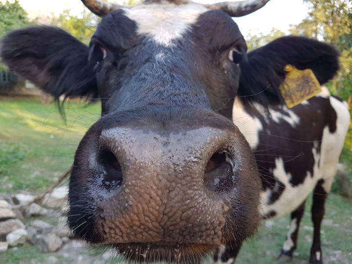 İnek