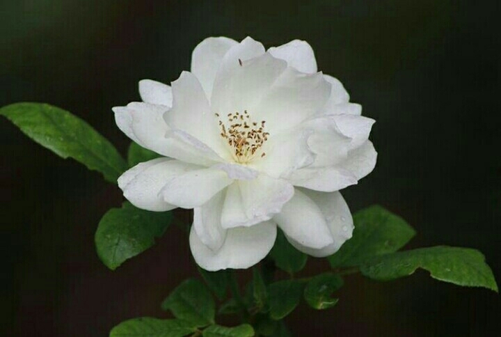 white rose