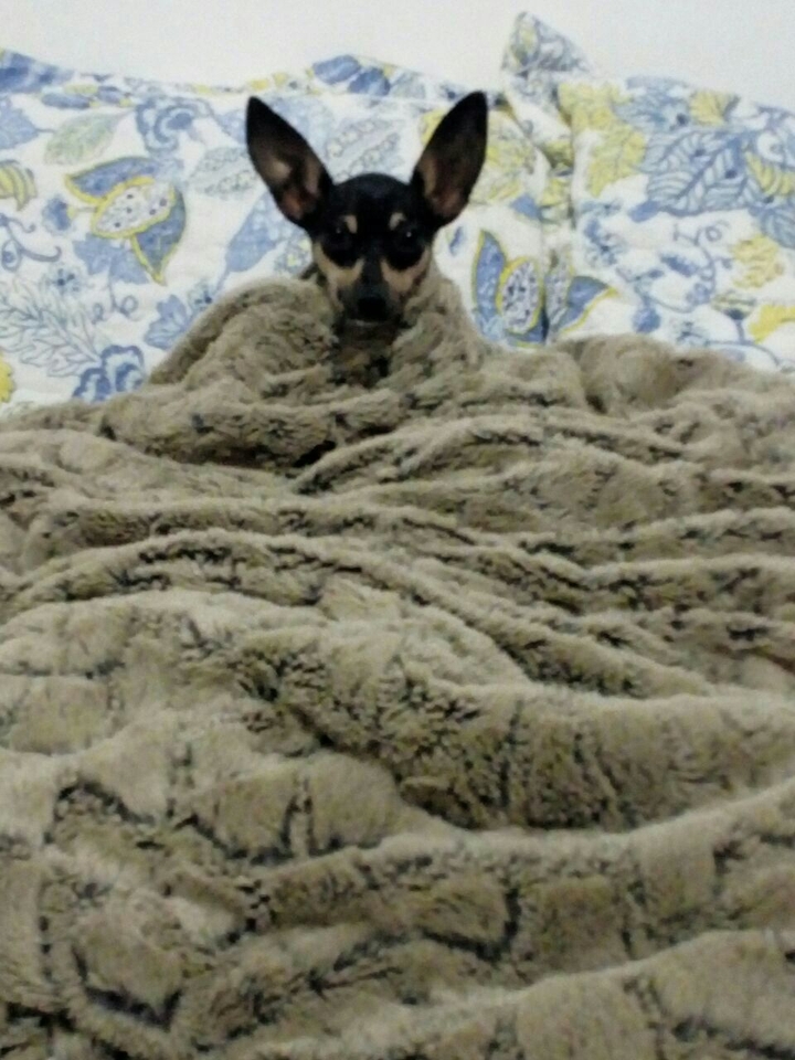 #dog