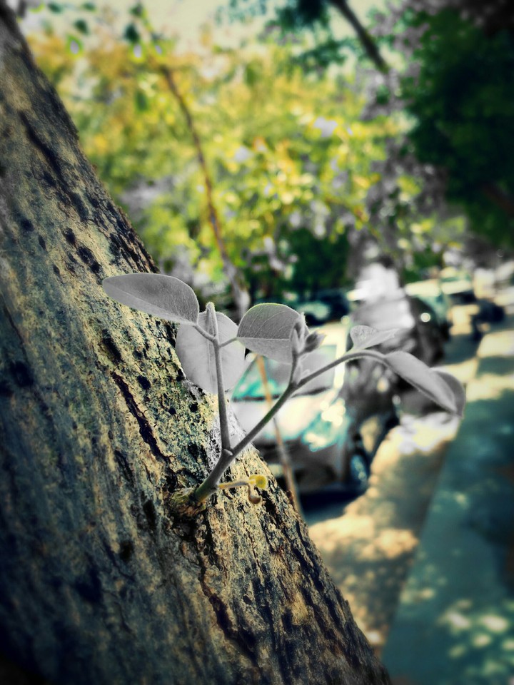 tree
