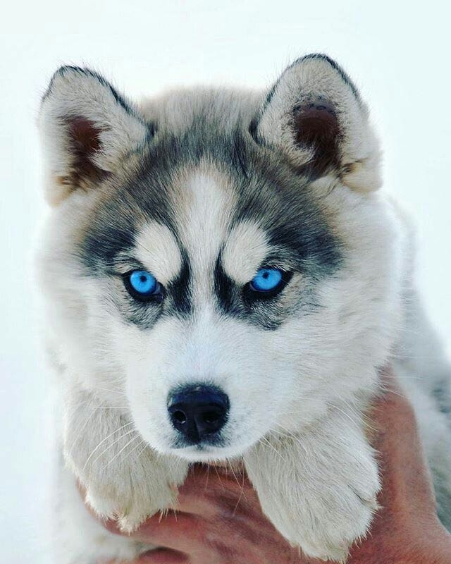 husky
