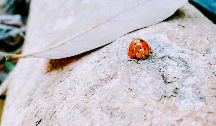 Ladybirds ?