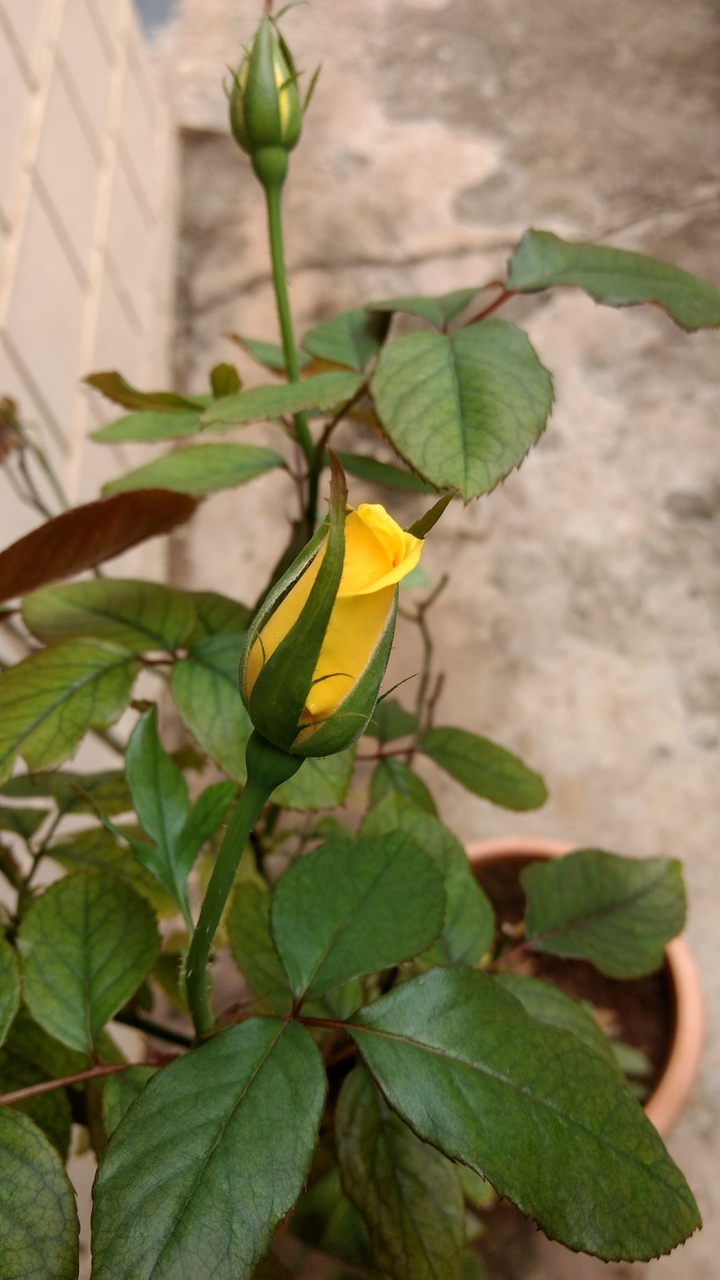 rose