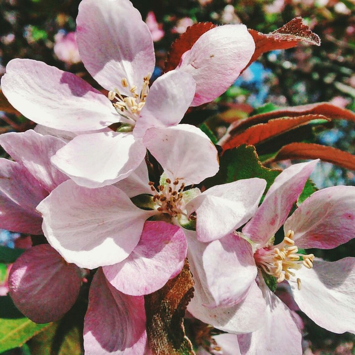 Cherry Blossoms