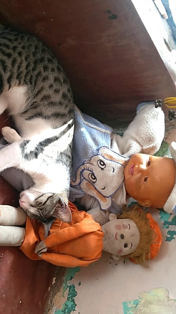 sweet family