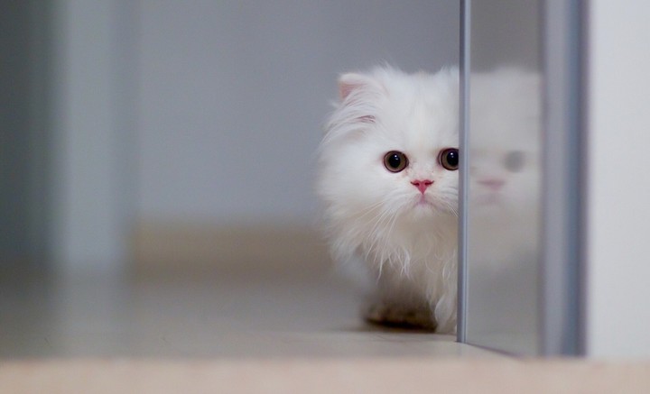 cute cat
