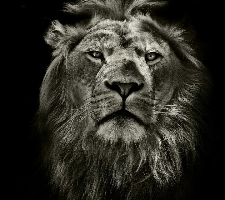 king