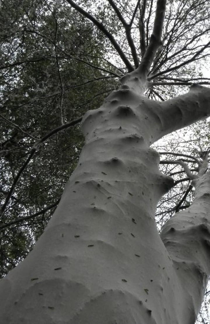 Baum