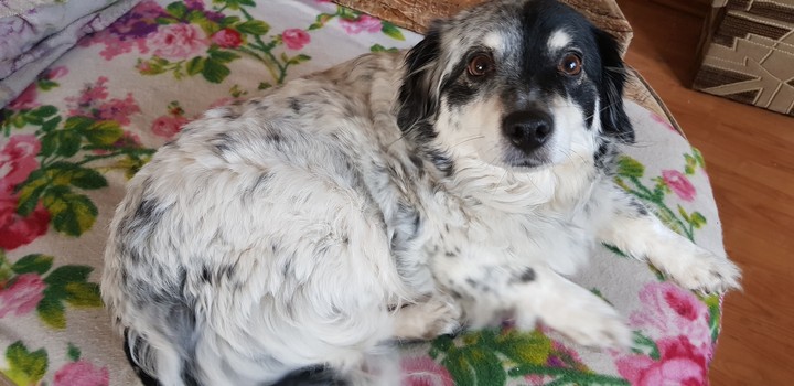 dog