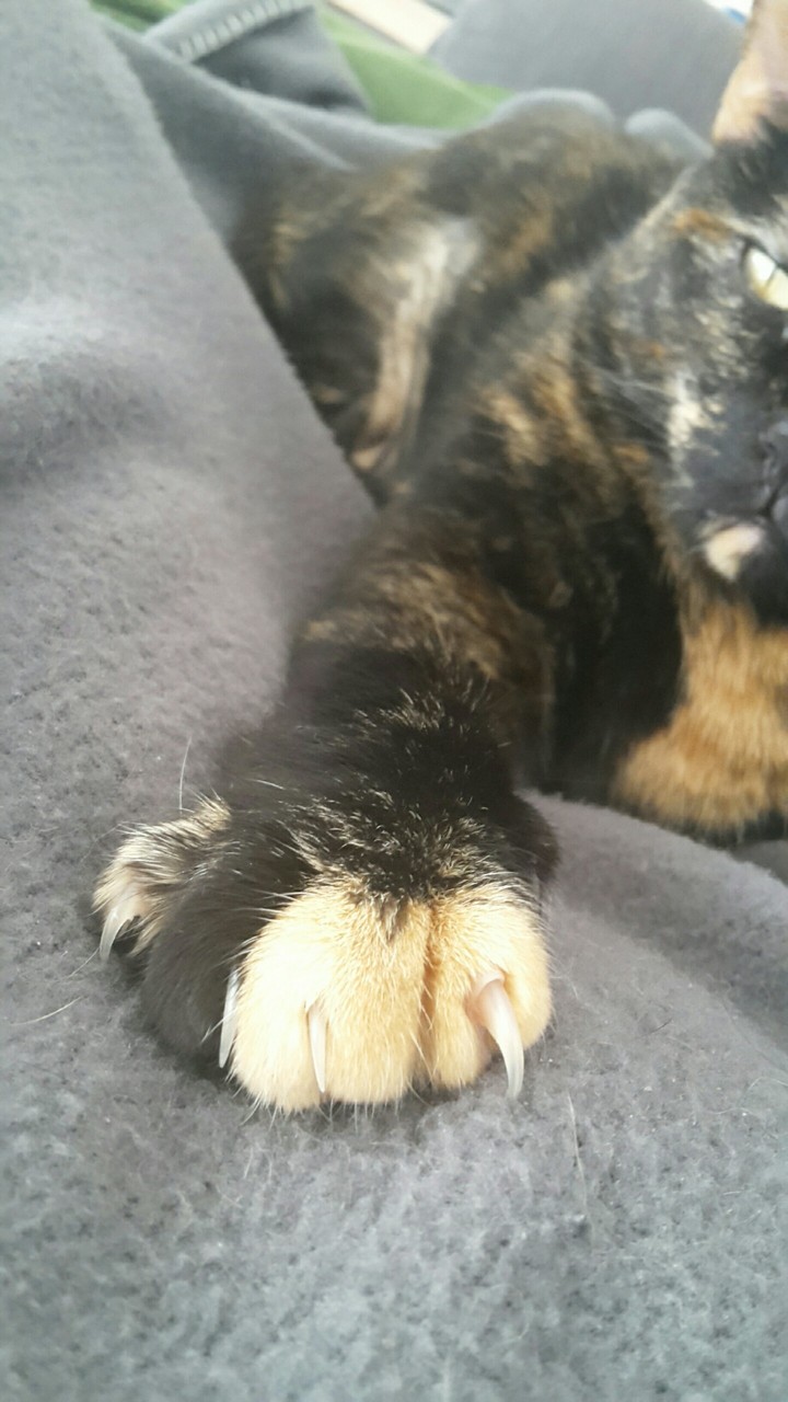 Chiquita